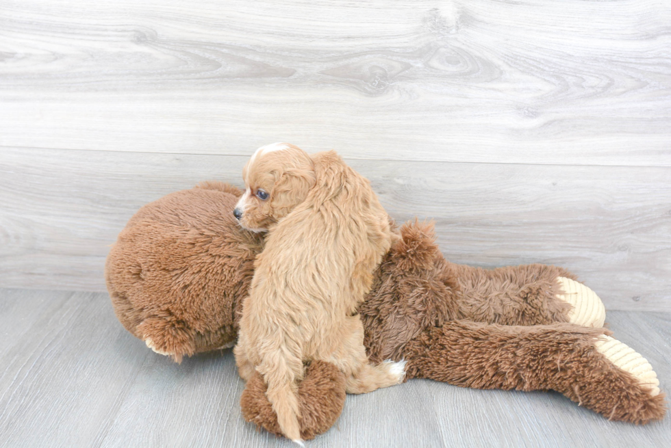 Funny Cavapoo Poodle Mix Pup