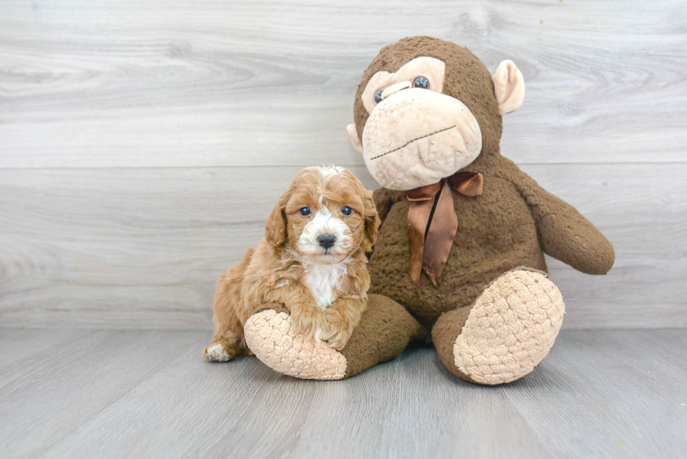 Sweet Cavapoo Baby