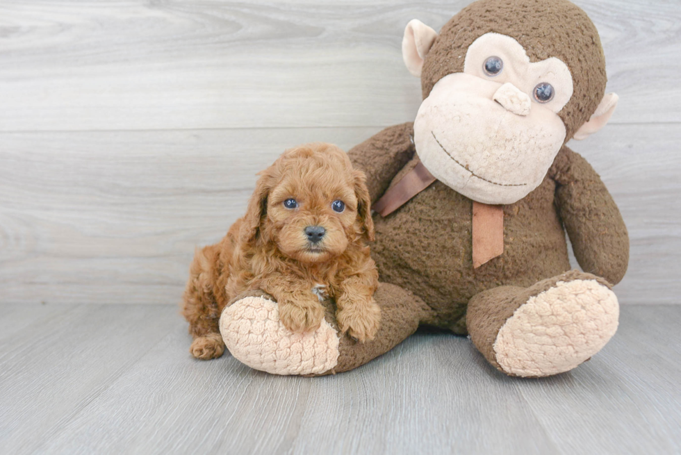 Sweet Cavapoo Baby