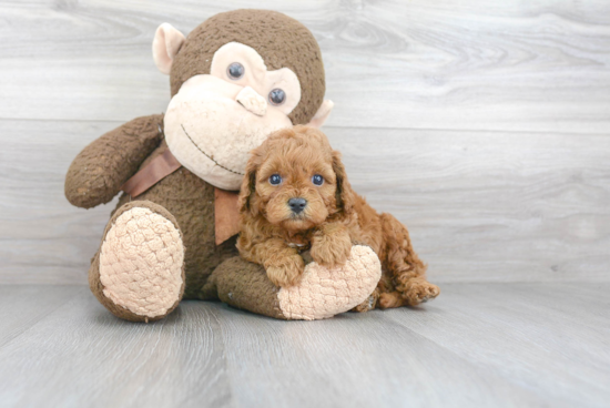 Adorable Cavoodle Poodle Mix Puppy