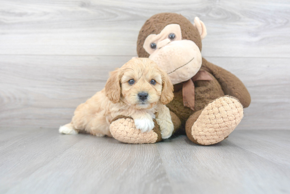 Cavapoo Puppy for Adoption