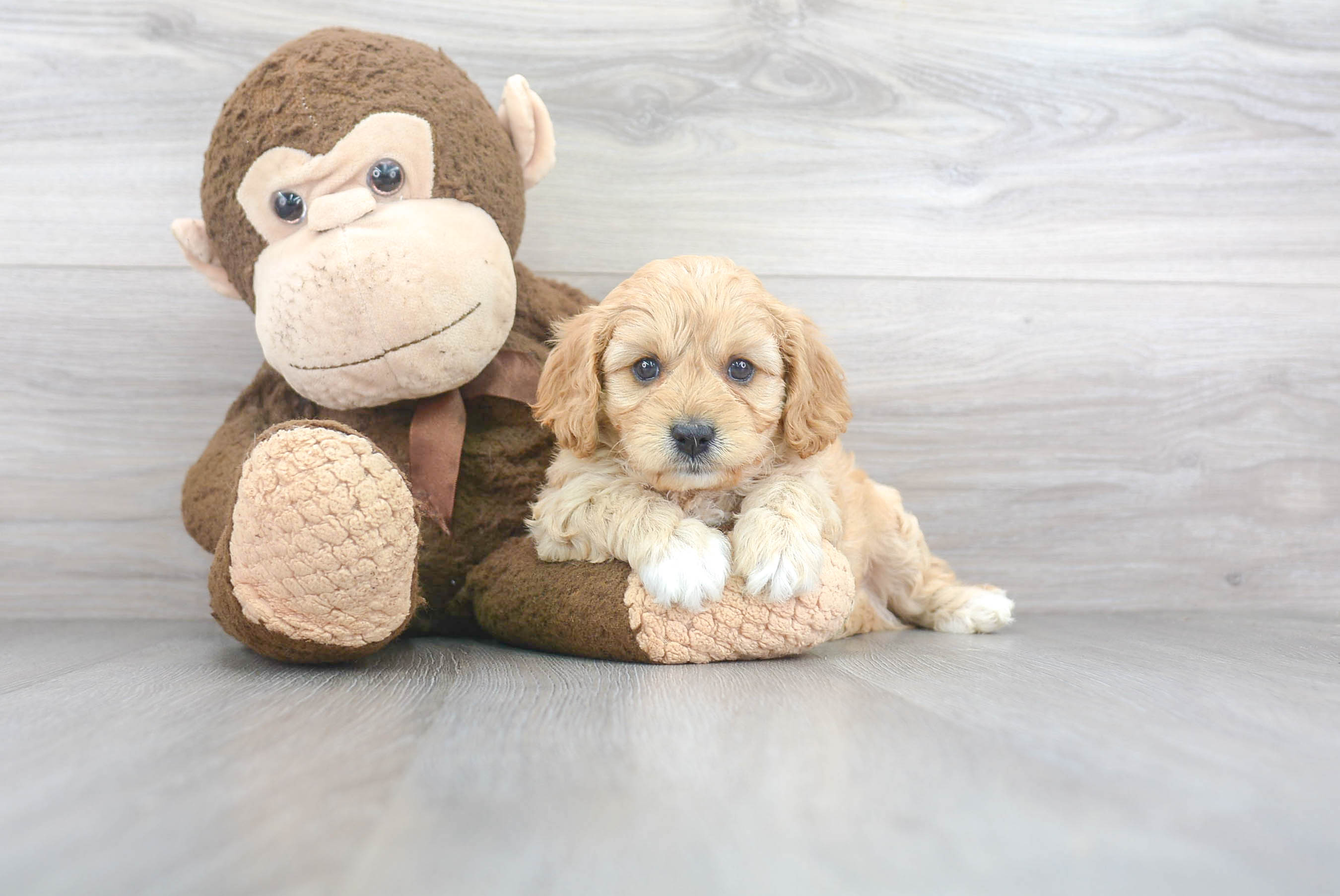 Hypoallergenic Cavoodle Poodle Mix Puppy