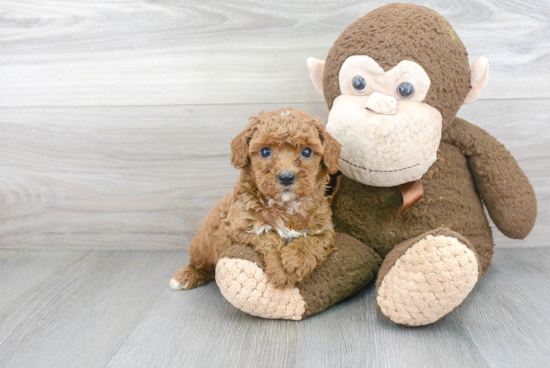 Hypoallergenic Cavoodle Poodle Mix Puppy