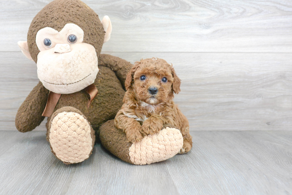 Happy Cavapoo Baby