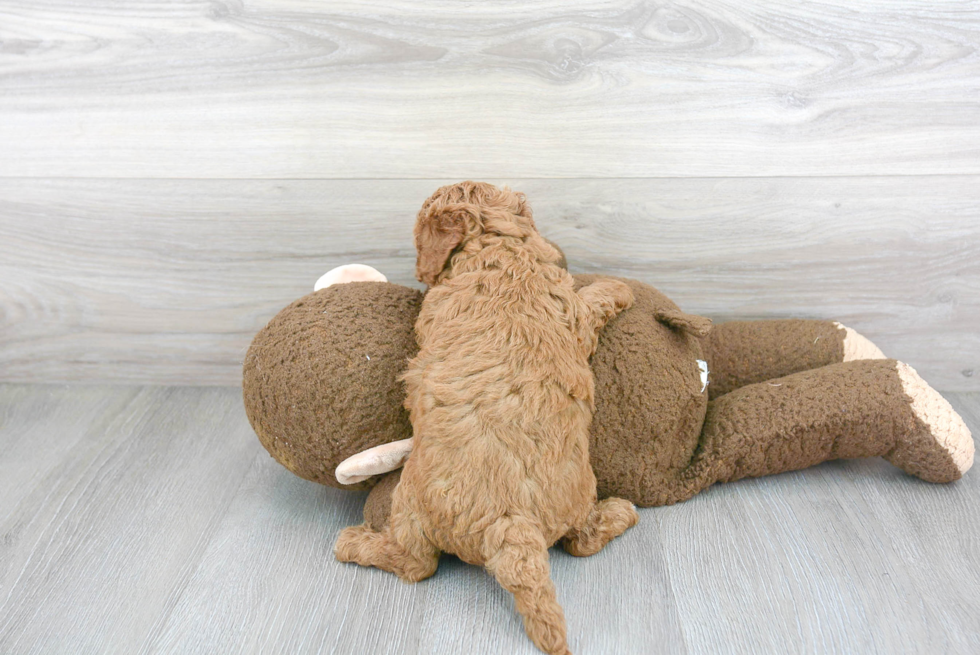 Adorable Cavoodle Poodle Mix Puppy