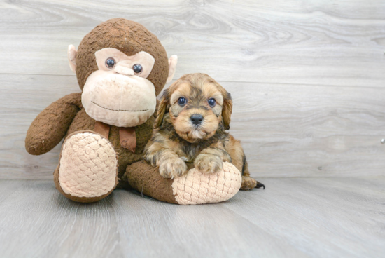 Best Cavapoo Baby