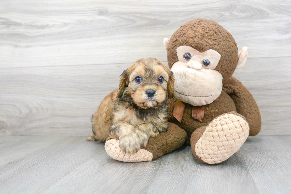 Cavapoo Puppy for Adoption