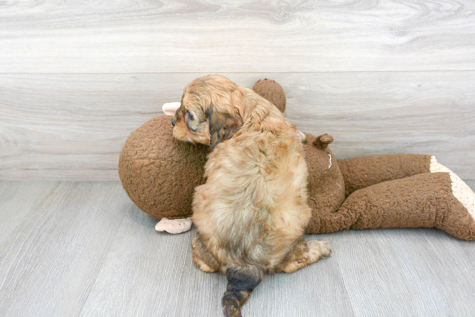 Cavapoo Pup Being Cute