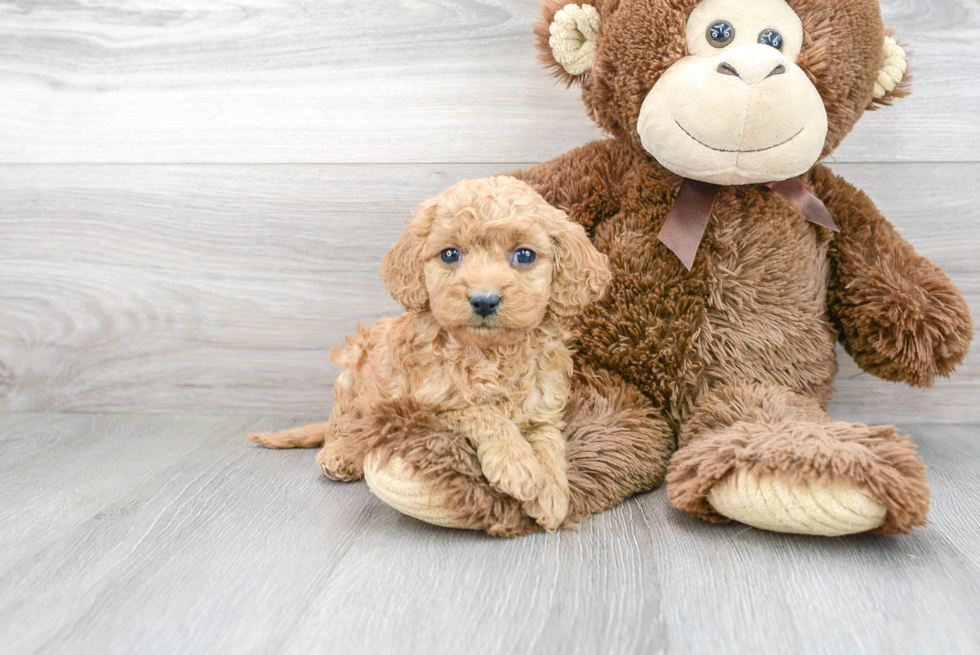 Adorable Cavoodle Poodle Mix Puppy