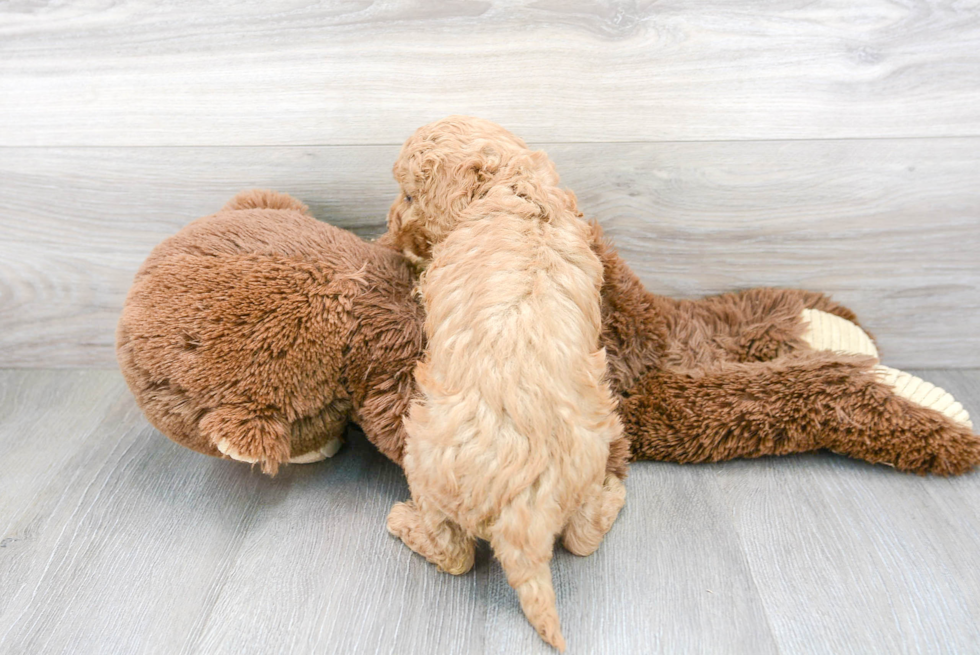 Little Cavoodle Poodle Mix Puppy