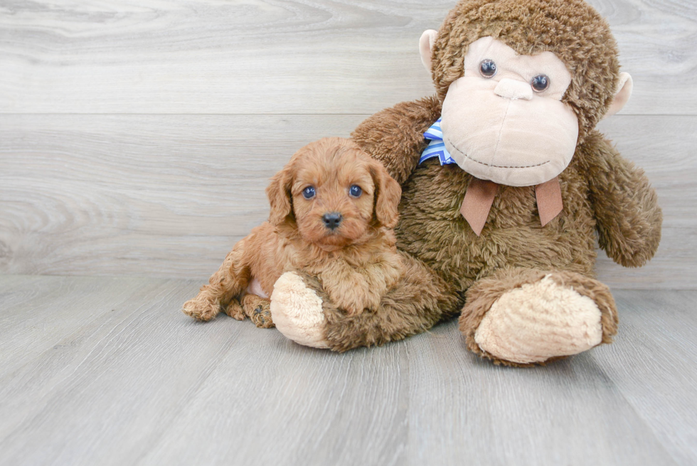 Best Cavapoo Baby