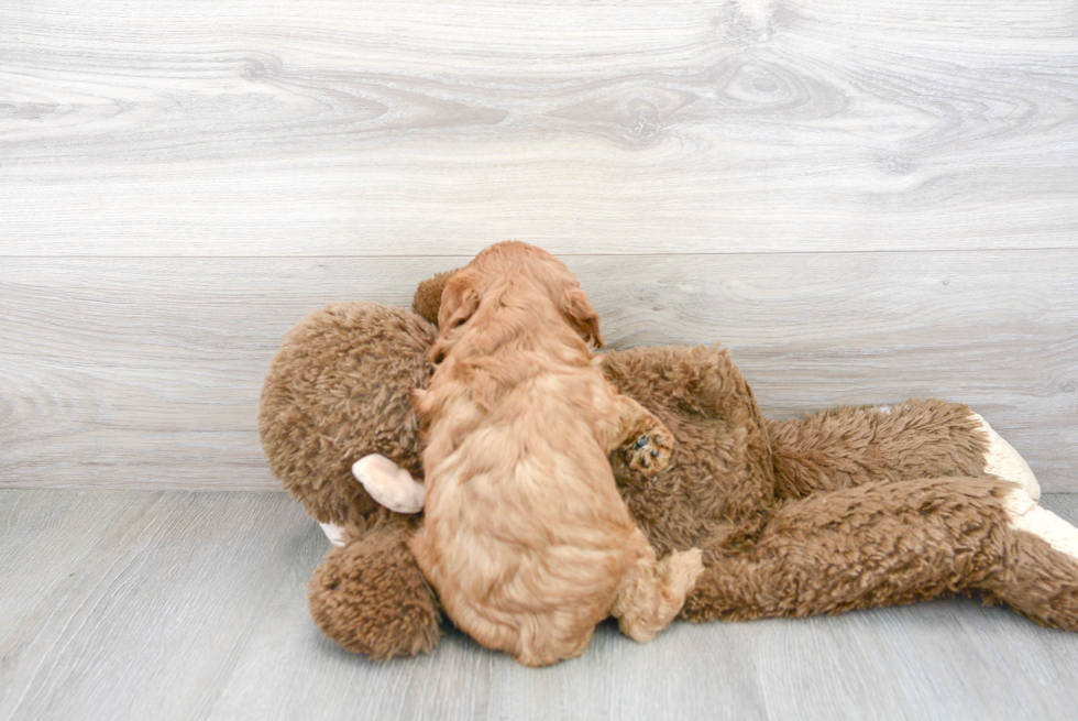 Cavapoo Puppy for Adoption