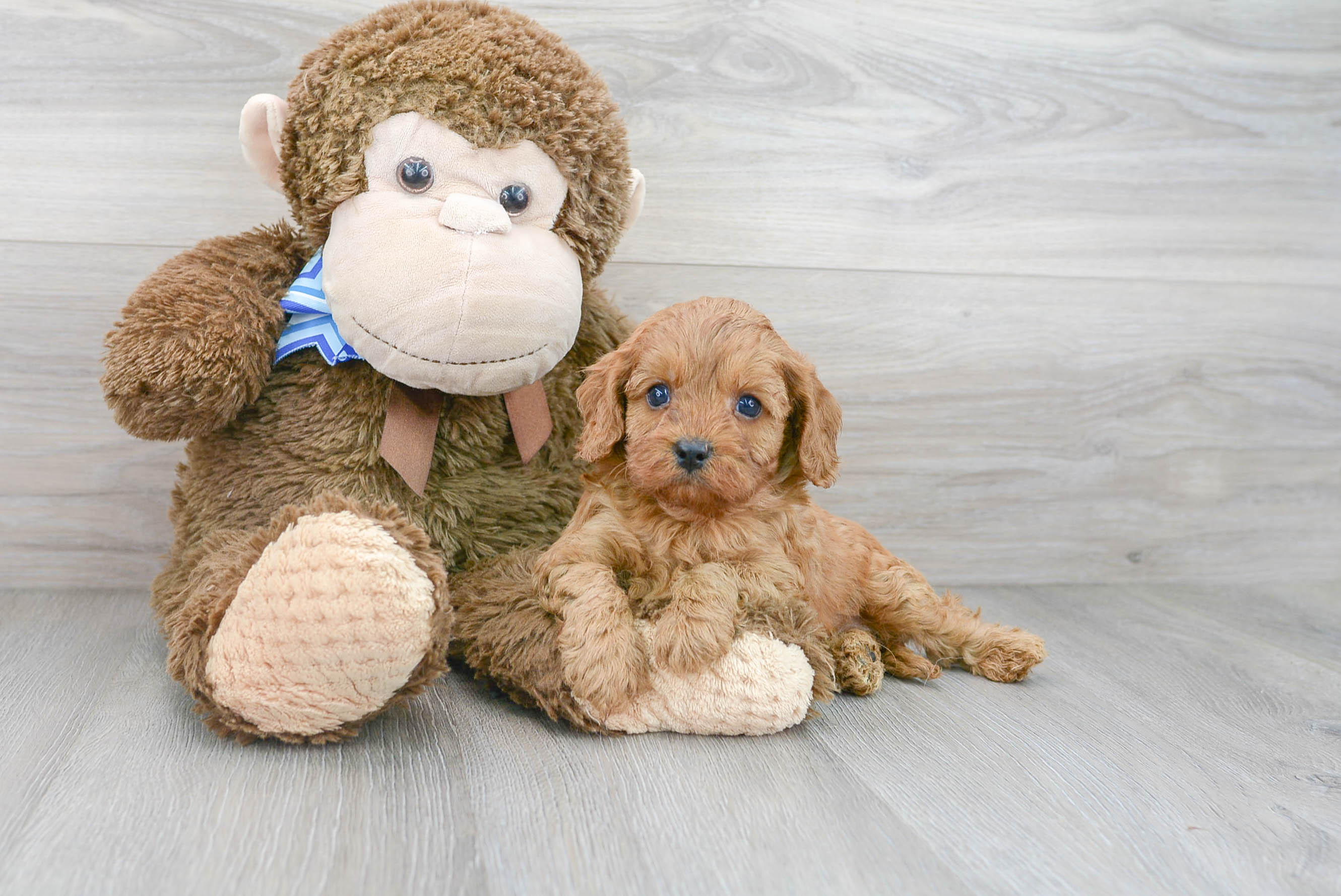 Adorable Cavoodle Poodle Mix Puppy