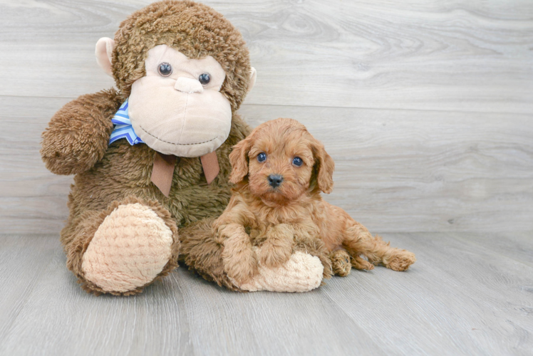 Adorable Cavoodle Poodle Mix Puppy