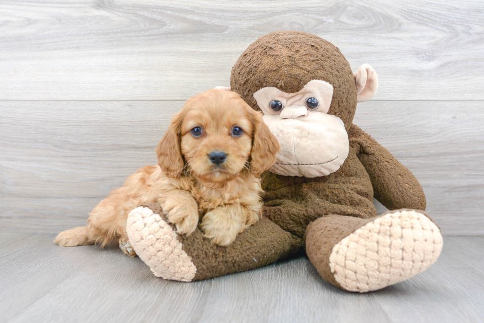 Cavapoo Puppy for Adoption