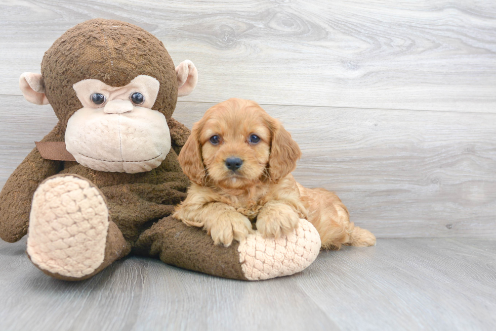 Cavapoo Puppy for Adoption