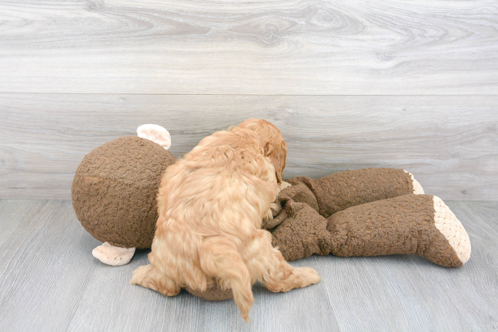 Happy Cavapoo Baby