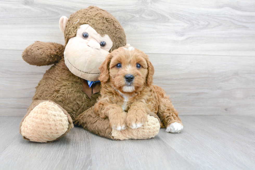 Friendly Cavapoo Baby