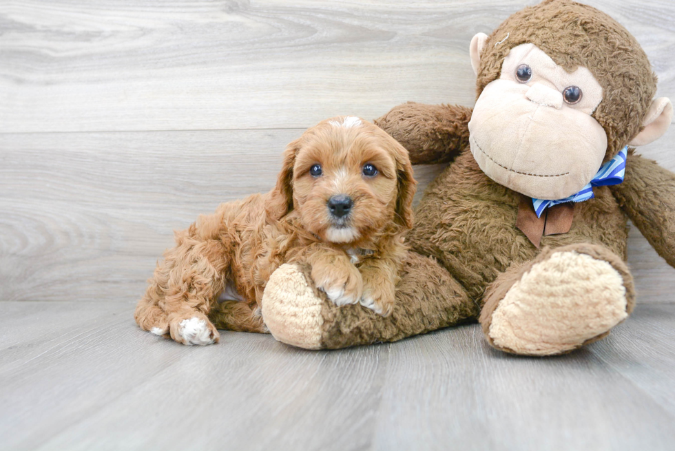 Petite Cavapoo Poodle Mix Pup