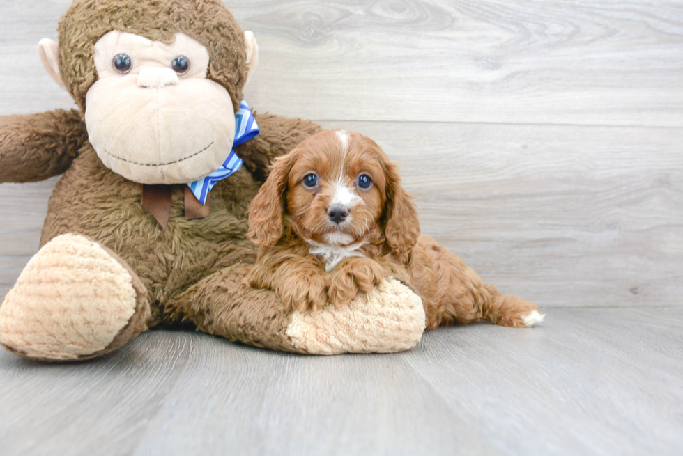 Hypoallergenic Cavoodle Poodle Mix Puppy