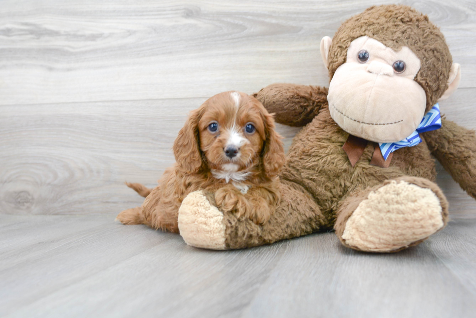 Cavapoo Pup Being Cute