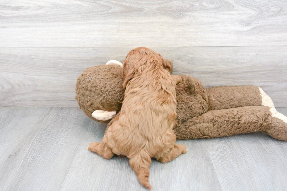 Cavapoo Pup Being Cute