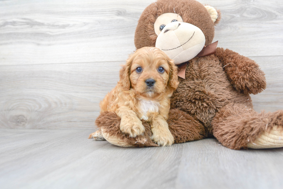 Best Cavapoo Baby