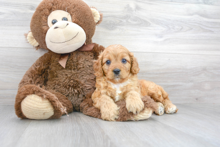 Cavapoo Puppy for Adoption