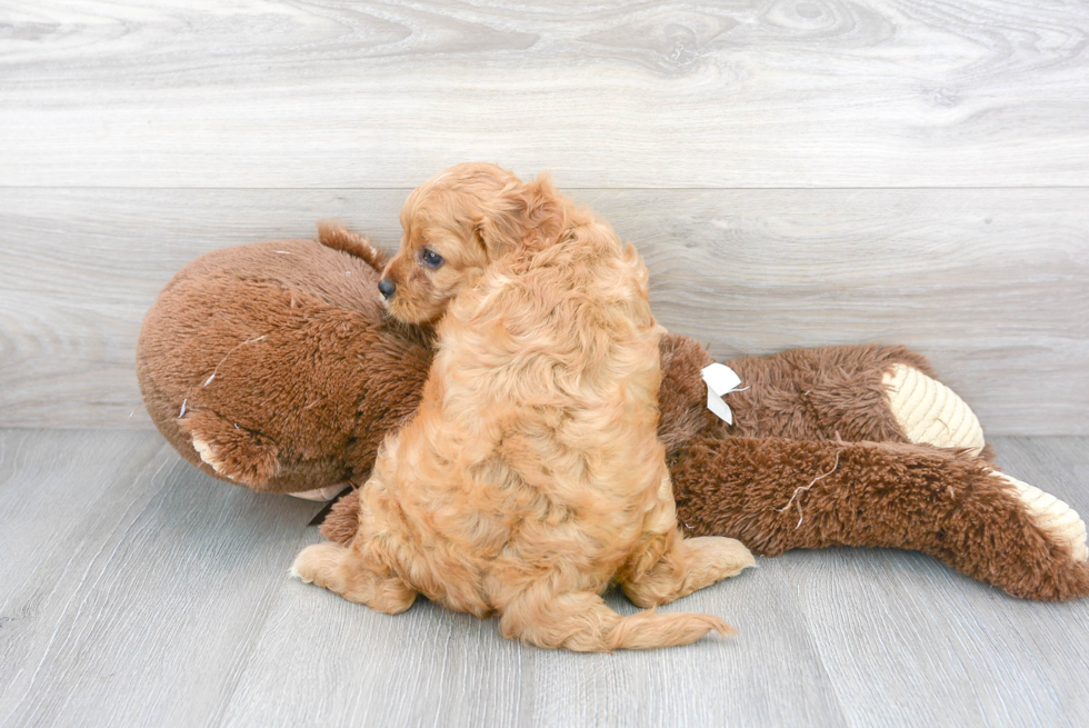 Best Cavapoo Baby