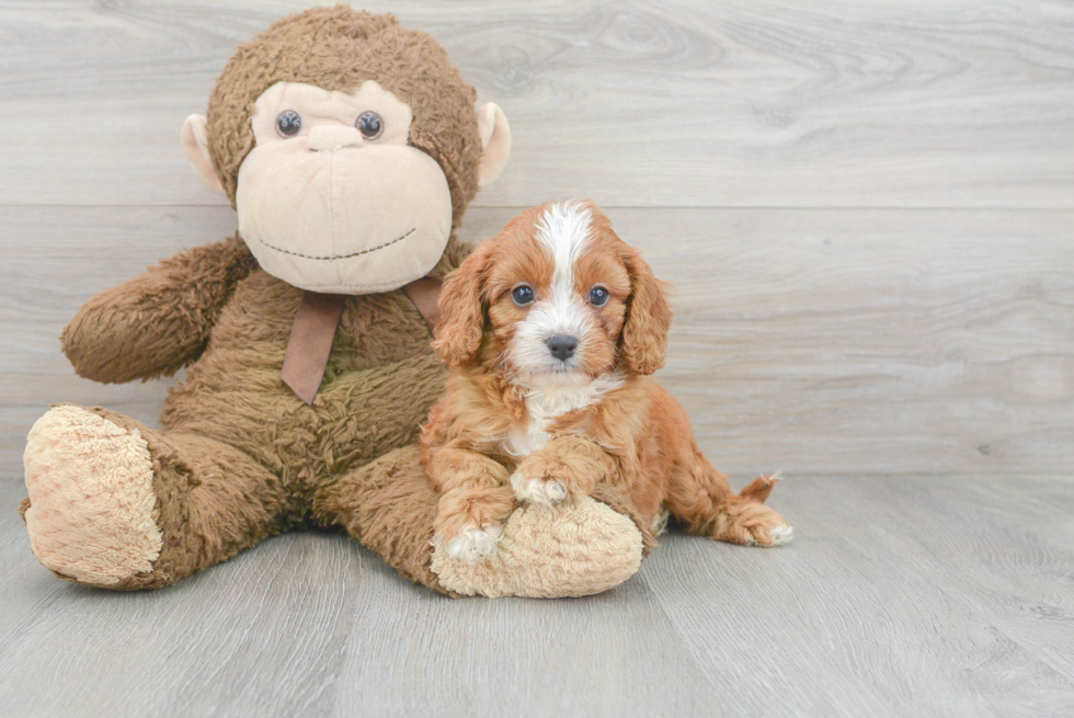 Popular Cavapoo Poodle Mix Pup