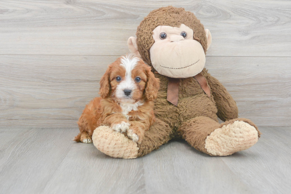 Best Cavapoo Baby