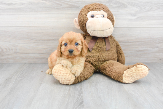 Best Cavapoo Baby