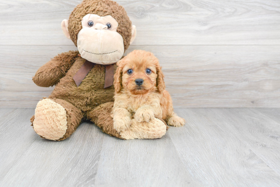 Best Cavapoo Baby