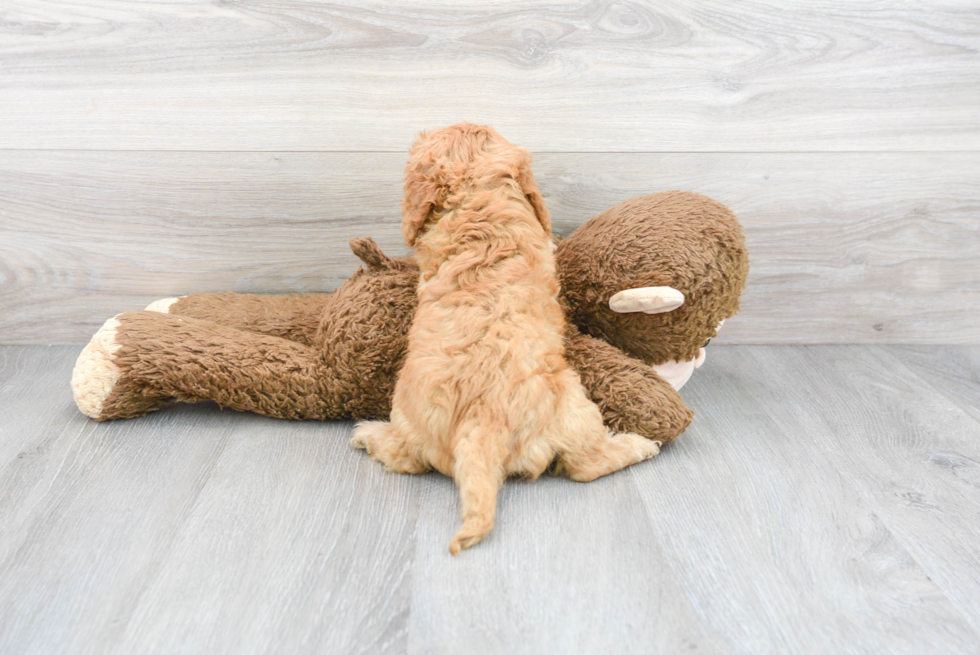 Energetic Cavoodle Poodle Mix Puppy