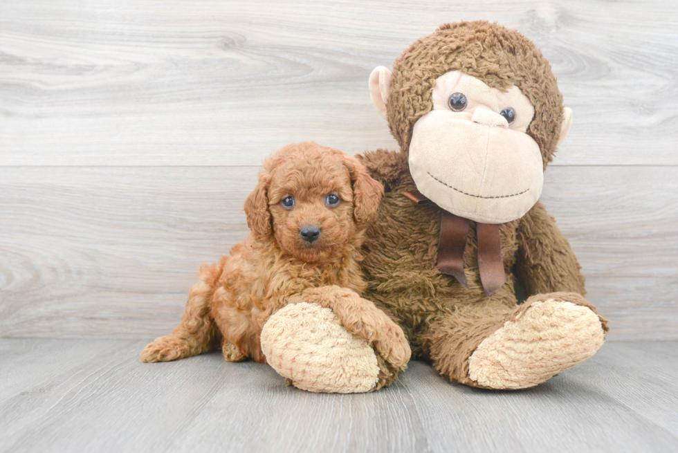 Cavapoo Pup Being Cute