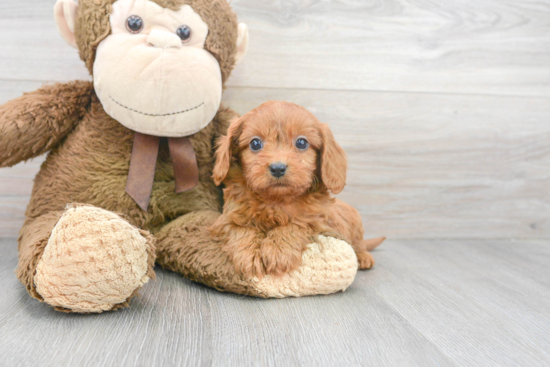 Playful Cavoodle Poodle Mix Puppy