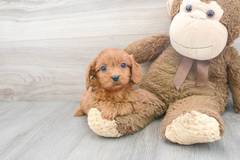 Best Cavapoo Baby