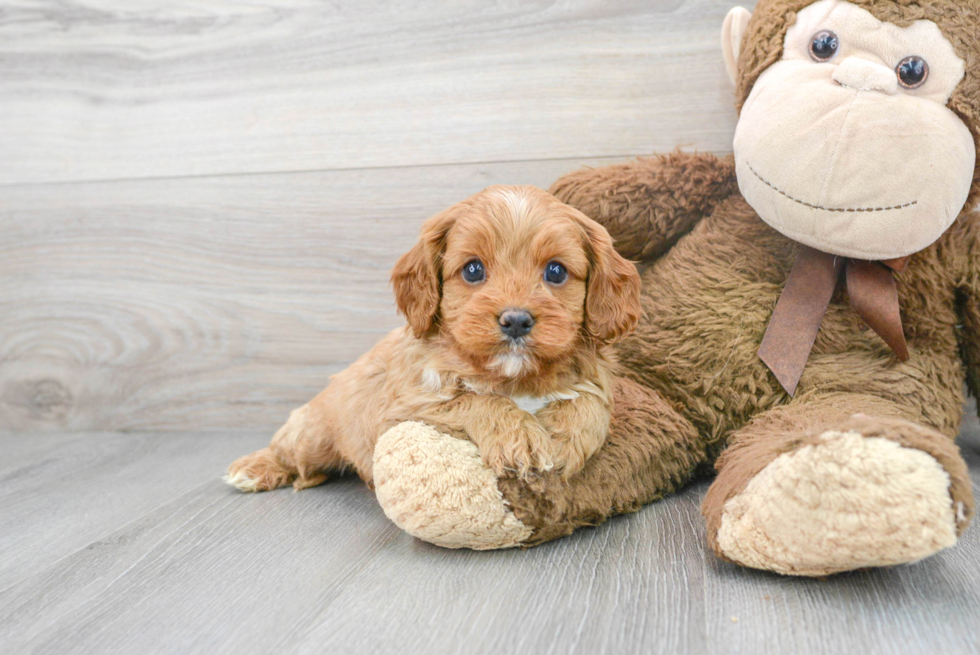 Smart Cavapoo Poodle Mix Pup