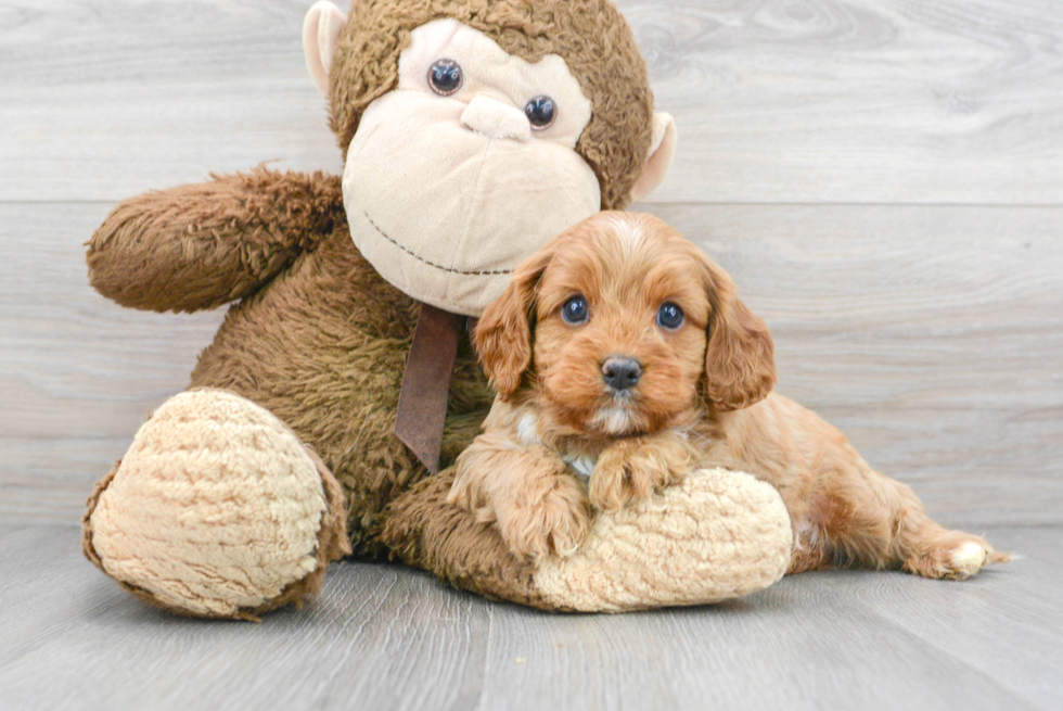 Best Cavapoo Baby