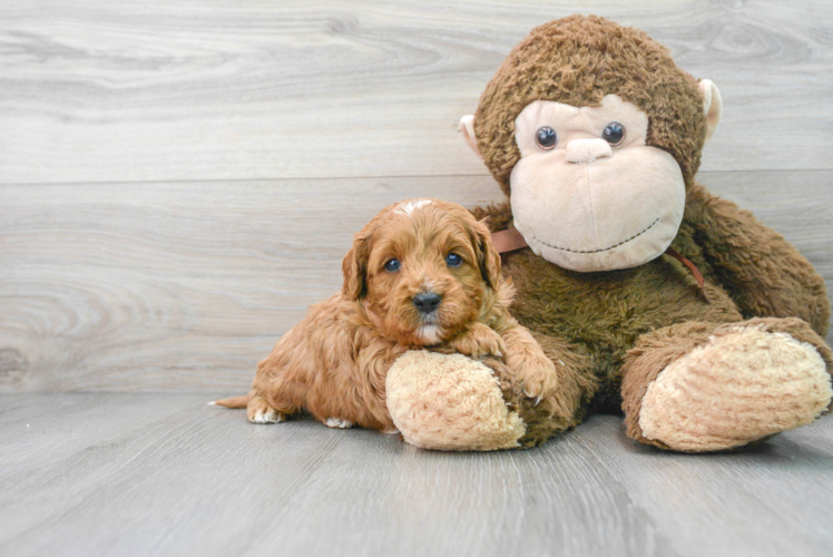 Cavapoo Pup Being Cute