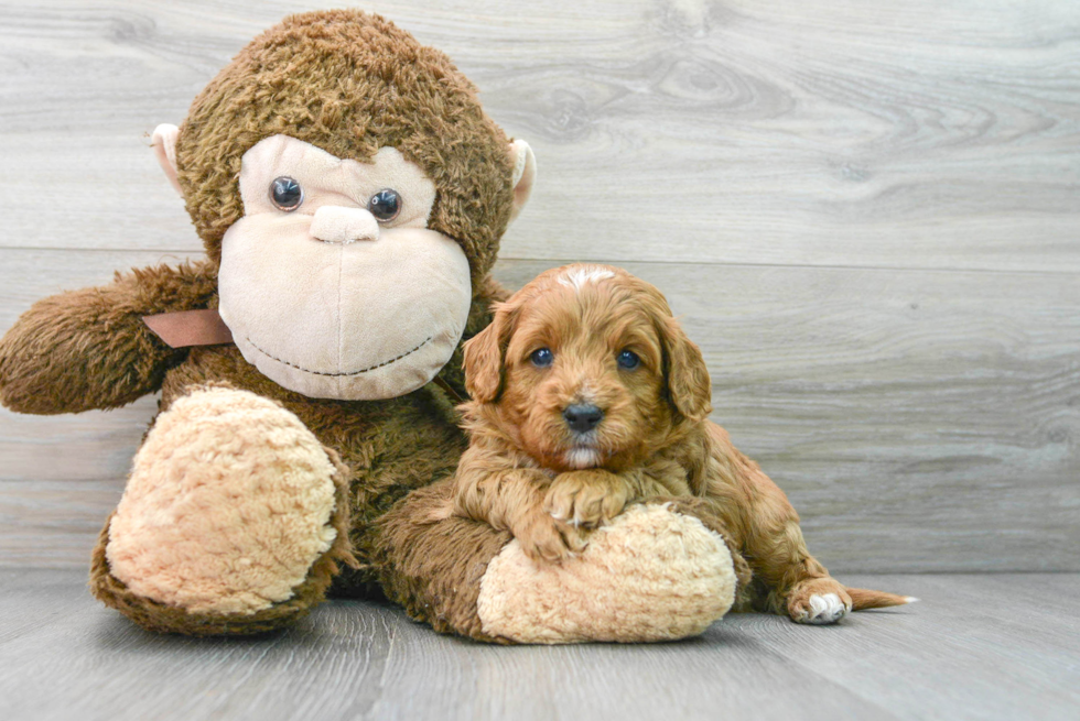 Hypoallergenic Cavoodle Poodle Mix Puppy