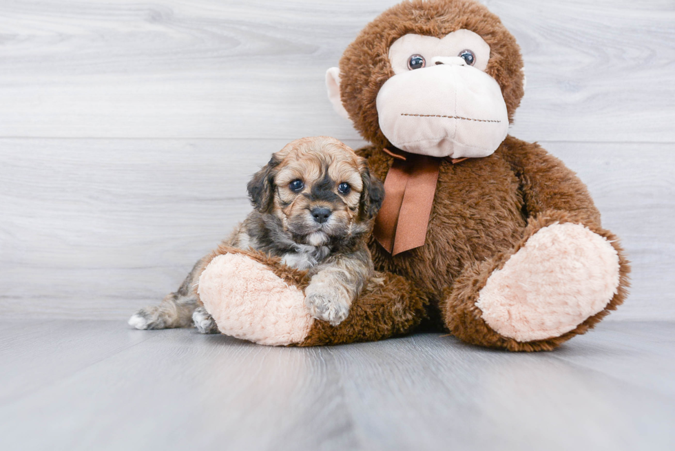 Energetic Cavoodle Poodle Mix Puppy