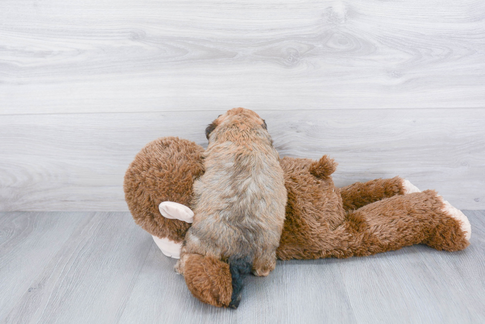 Little Cavoodle Poodle Mix Puppy