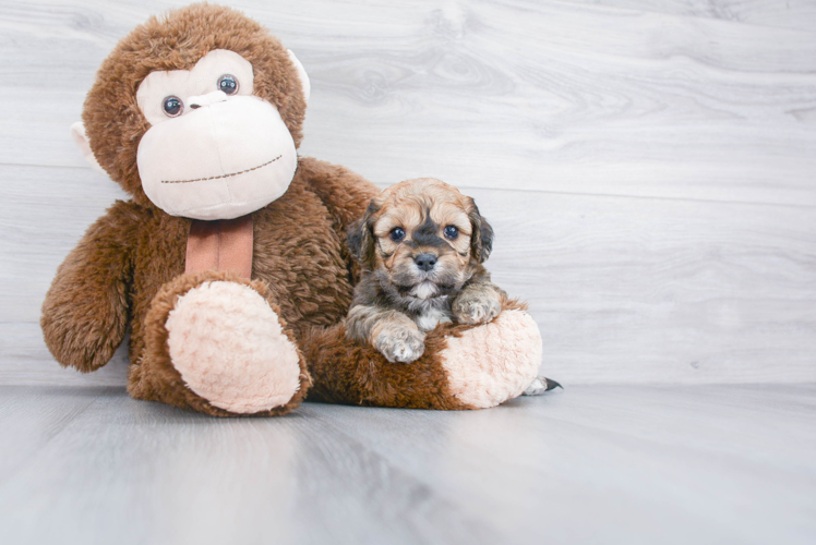 Cavapoo Pup Being Cute