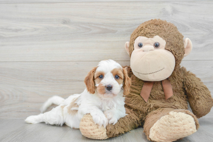 Sweet Cavapoo Baby