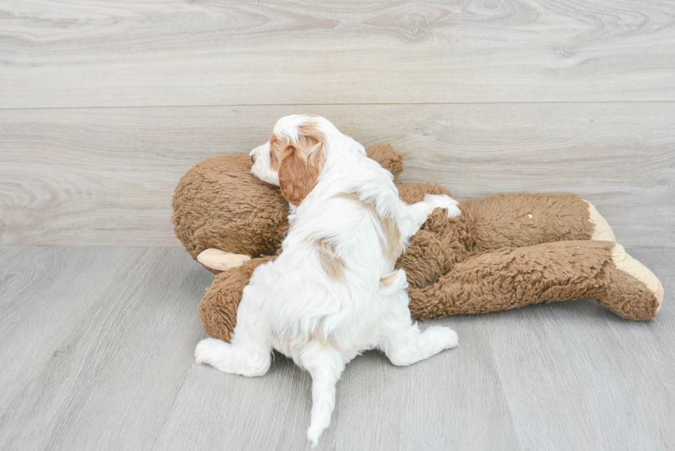 Funny Cavapoo Poodle Mix Pup