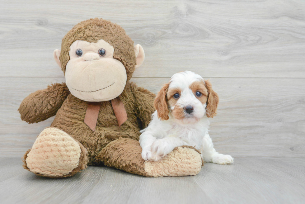 Adorable Cavoodle Poodle Mix Puppy