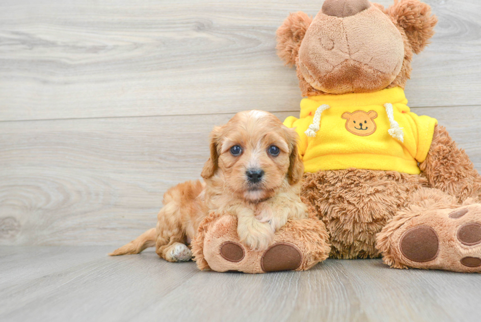 Friendly Cavapoo Baby