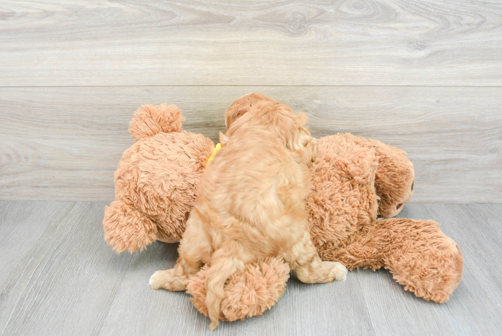 Energetic Cavoodle Poodle Mix Puppy