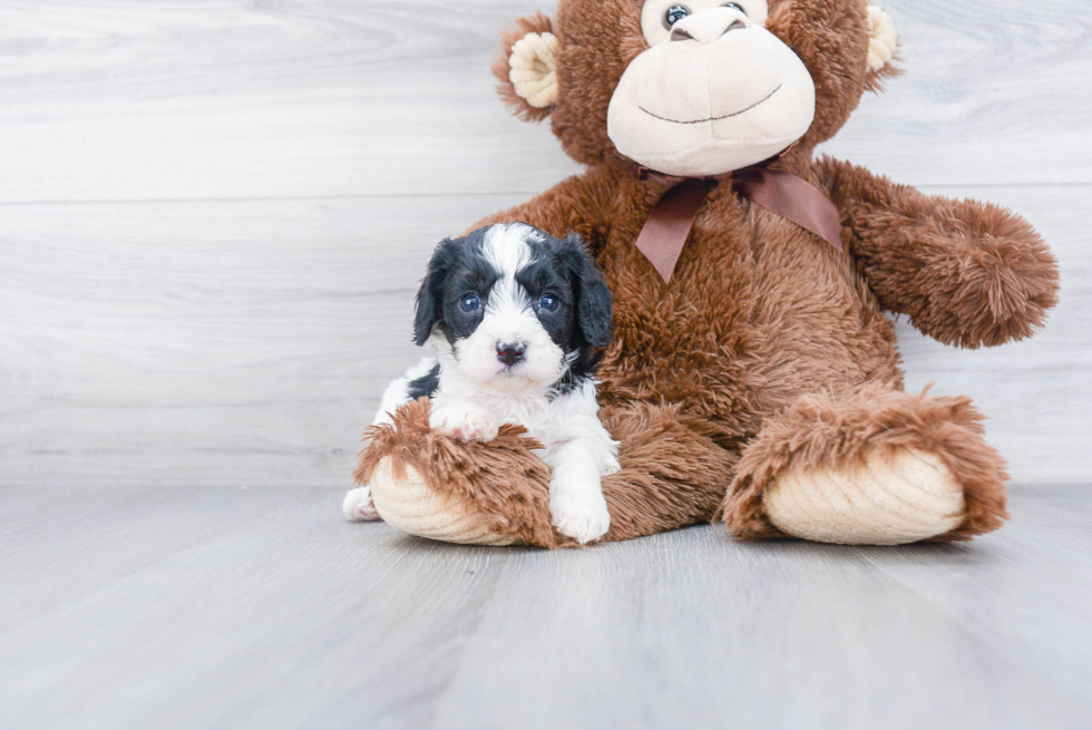 Petite Cavapoo Poodle Mix Pup